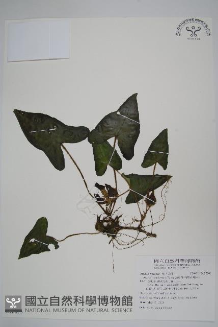 薄葉細辛、尾花細辛藏品圖，第1張