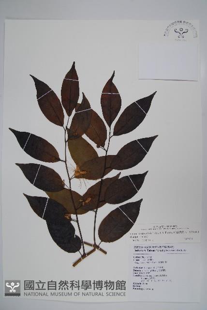 毛瓣蝴蝶木藏品圖，第1張