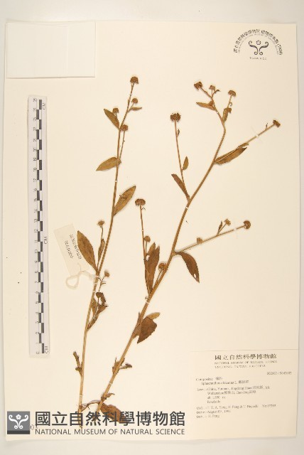 戴星草藏品圖，第1張