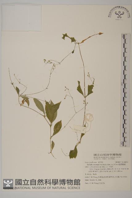 皺葉繁縷藏品圖，第1張