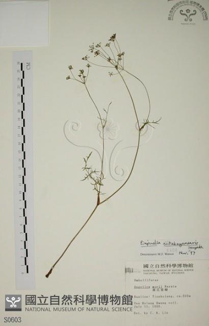 玉山茴香藏品圖，第1張