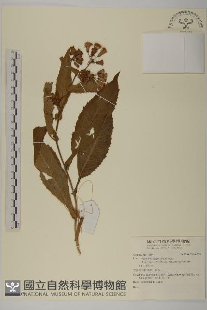 登錄號:S140603藏品圖，第1張