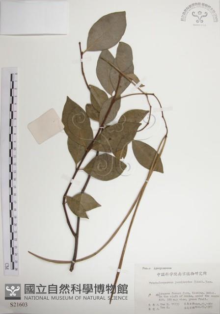 Fetid star jasmine, Chinese Star-jasmine Collection Image