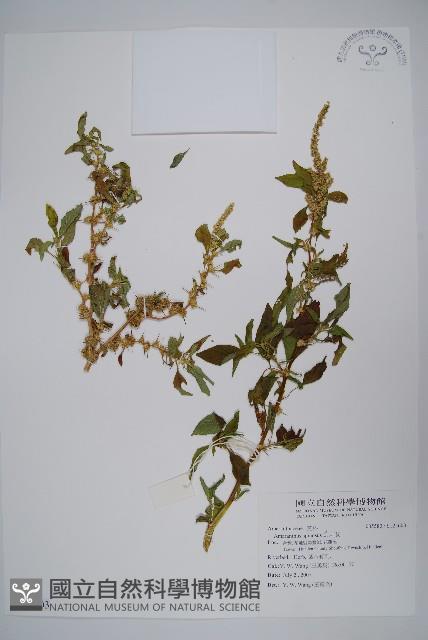 刺莧藏品圖，第1張