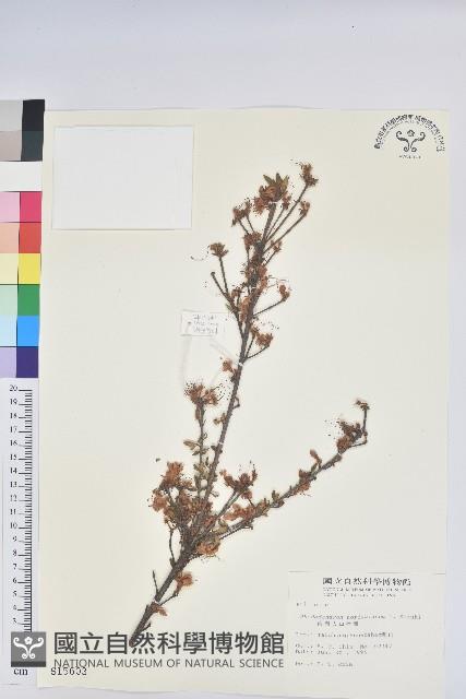 細葉杜鵑、南湖杜鵑、志佳陽杜鵑藏品圖，第1張