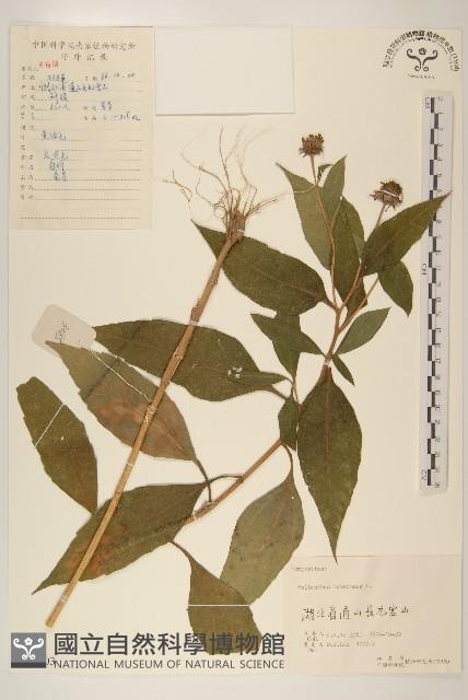 塊根向日葵藏品圖，第1張