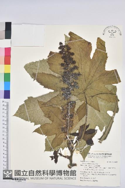 蓖麻藏品圖，第1張