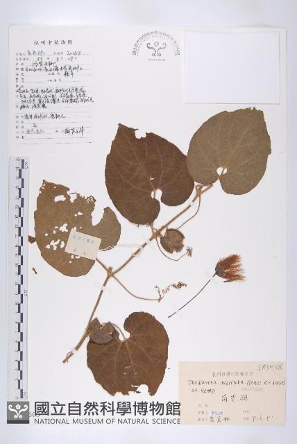 青牛膽藏品圖，第1張