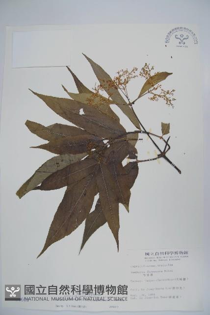 冇骨消藏品圖，第1張