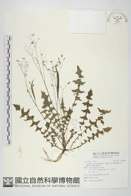 台灣黃鵪菜藏品圖，第1張