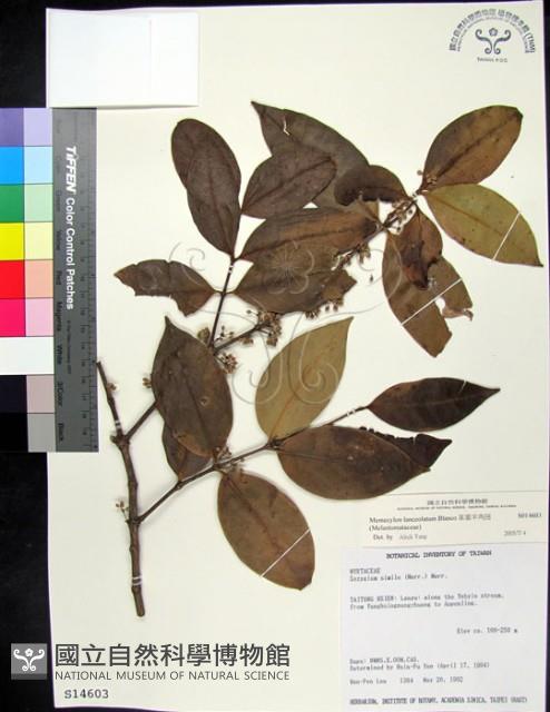 革葉羊角扭、細脈榖木藏品圖，第1張