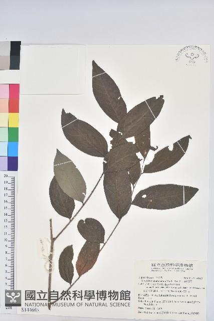 裡白饅頭果藏品圖，第1張