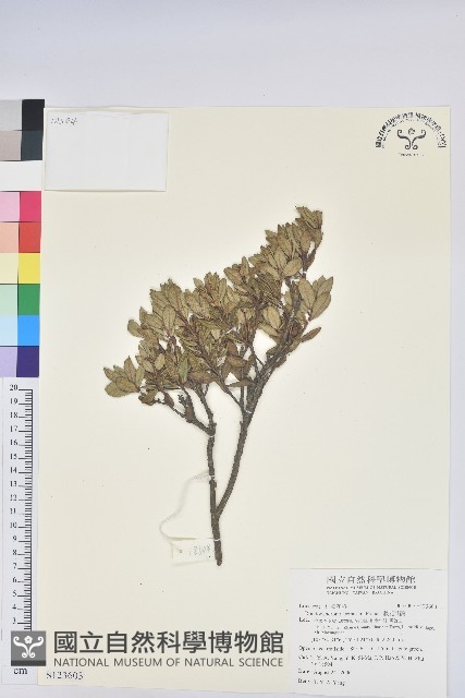 腋花杜鵑藏品圖，第1張