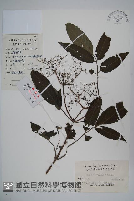 冇骨消藏品圖，第1張