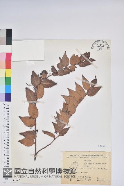 白珠樹藏品圖，第1張