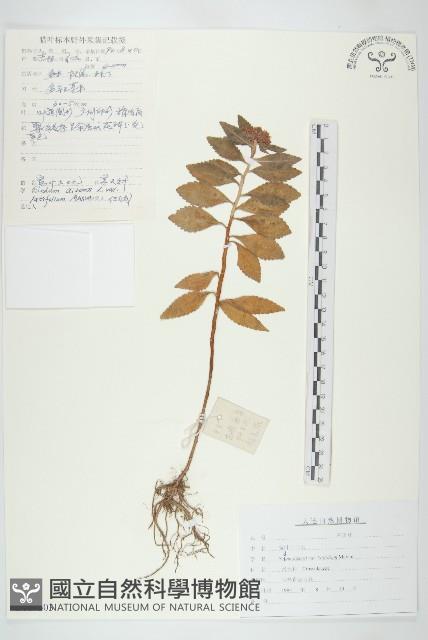 寬葉土三七藏品圖，第1張