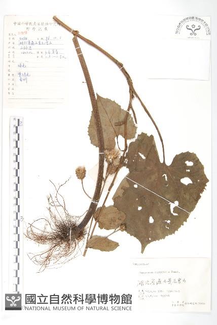 心葉鳳毛菊藏品圖，第1張