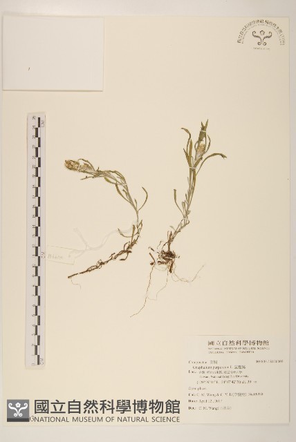 鼠麴舅藏品圖，第1張