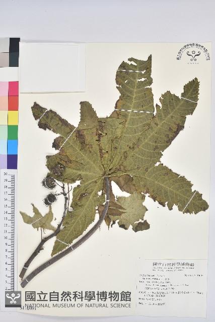 蓖麻藏品圖，第1張