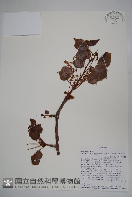 登錄號:S096003藏品圖，第1張