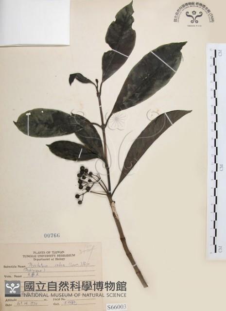 九節木、牛屎烏、青龍吐霧藏品圖，第1張