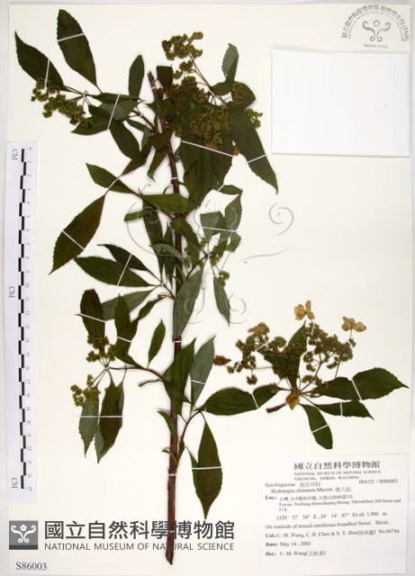 華八仙藏品圖，第1張
