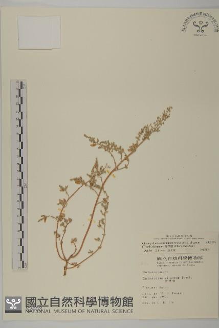 Weter Willow Collection Image, Figure 1, Total 2 Figures