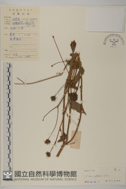 Accession Number:S041003 Collection Image, Figure 1, Total 3 Figures