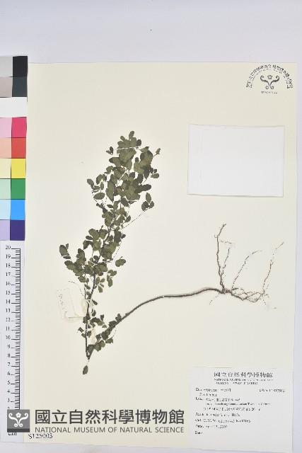 登錄號:S125003藏品圖，第1張