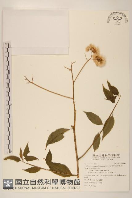 小舌菊、蔓綿菜藏品圖，第1張