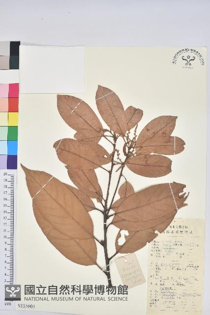 美葉石櫟藏品圖，第1張