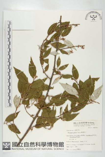 藤胡頹子藏品圖，第1張