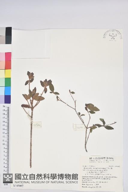 紅毛杜鵑藏品圖，第1張