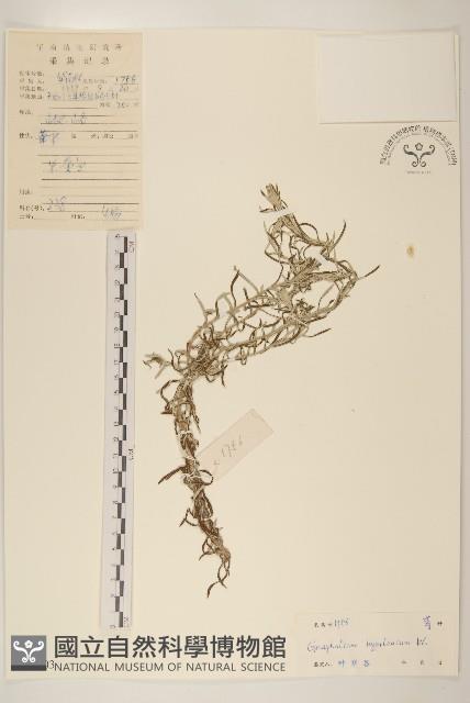 秋鼠麴草藏品圖，第1張