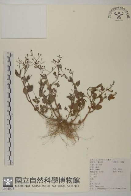 魚眼菊藏品圖，第1張