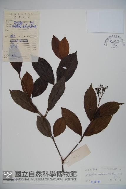 海南莢迷藏品圖，第1張