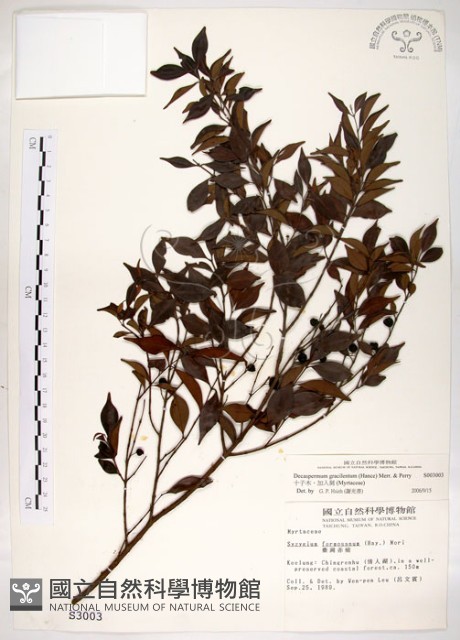 十子木、加入舅藏品圖，第1張