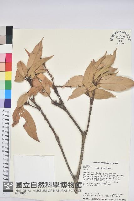 短尾柯、油葉杜、嶺南柯藏品圖，第1張