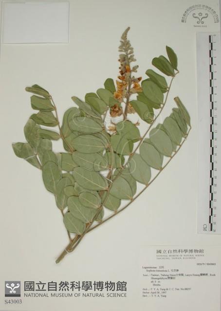 毛苦參藏品圖，第1張