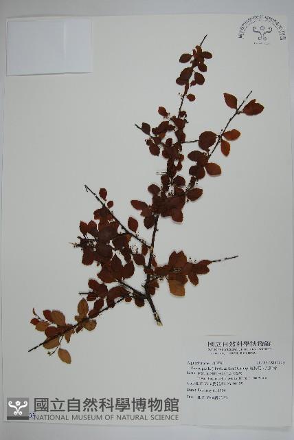 燈稱花、烏雞骨藏品圖，第1張