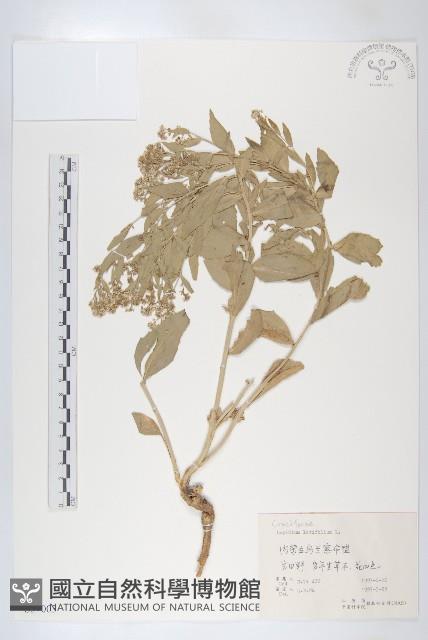 寬葉獨行菜藏品圖，第1張