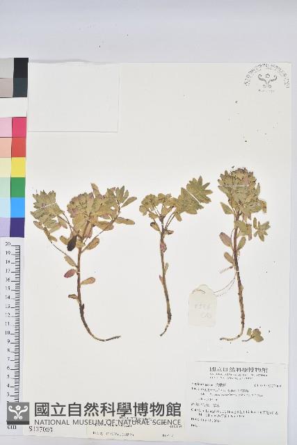 登錄號:S137003藏品圖，第1張