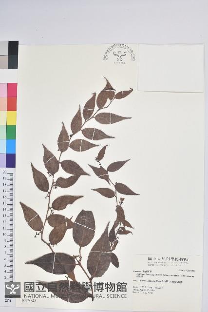 白珠樹藏品圖，第1張