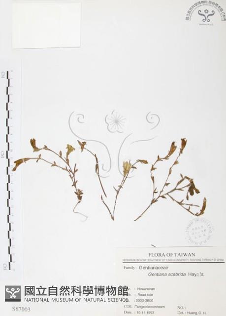 玉山龍膽藏品圖，第1張