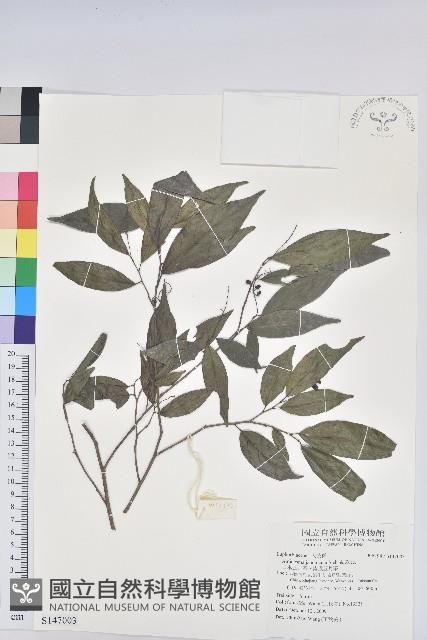 日本五月茶、南投五月茶藏品圖，第1張