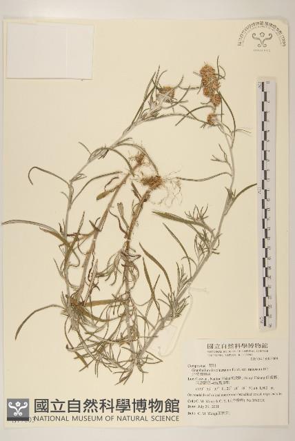 分枝鼠麴草藏品圖，第1張