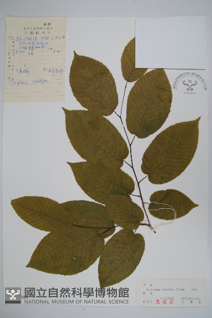 千金榆藏品圖，第1張