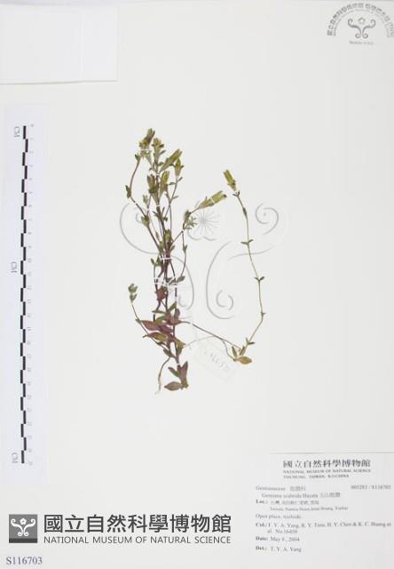 玉山龍膽藏品圖，第1張