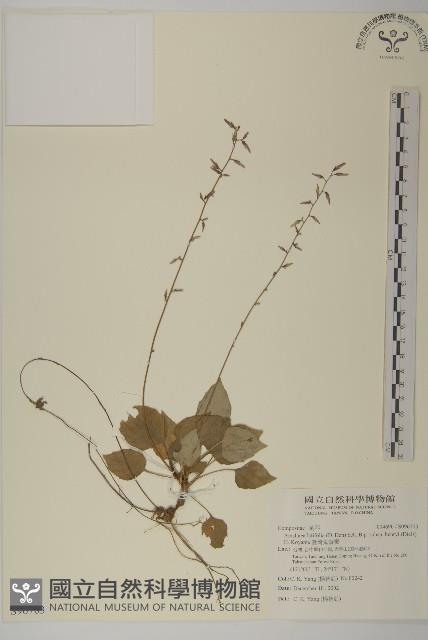 臺灣鬼督郵藏品圖，第1張