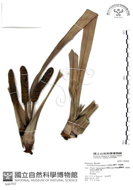 山露兜、山林投、林投舅藏品圖，第1張